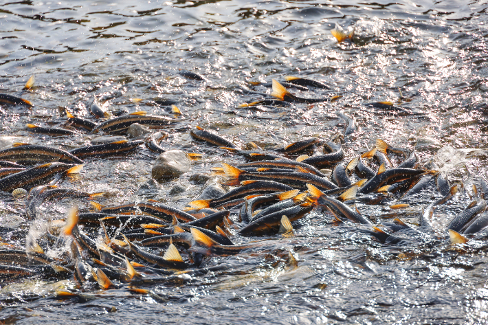 양양 남대천에 소상한 황어 떼가 장관을 이루고 있는 모습. 양양군 제공