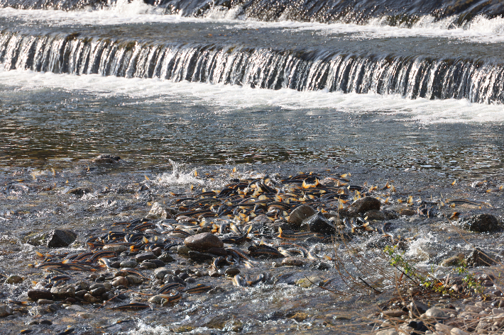 양양 남대천에 소상한 황어 떼가 장관을 이루고 있는 모습. 양양군 제공