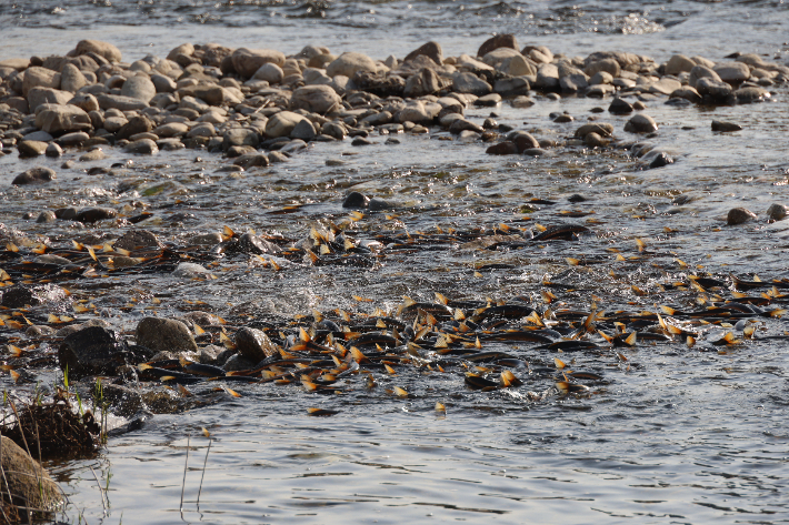양양 남대천에 소상한 황어 떼가 장관을 이루고 있는 모습. 양양군 제공