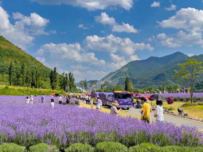 무릉별유천치 라벤더 축제. 동해시 제공