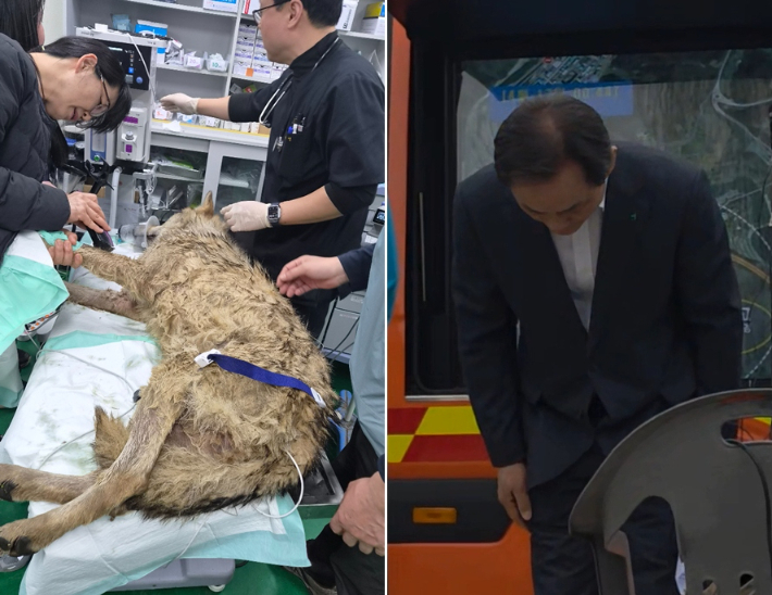 오월드에서 탈출했다 포획된 늑대 늑구와 사과하는 정국영 대전도시공사 사장. 대전시 제공·박우경 기자