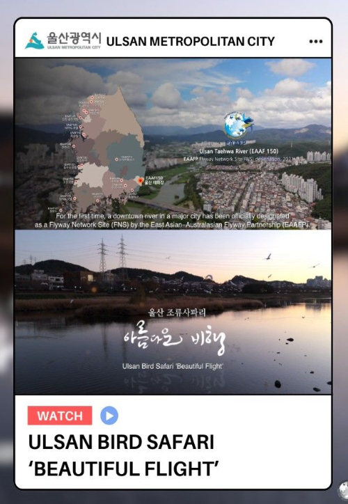 동아시아-대양주 철새이동경로파트너십(EAAFP)이 SNS에 올린 울산 조류사파리 홍보 영상. 울산시 제공