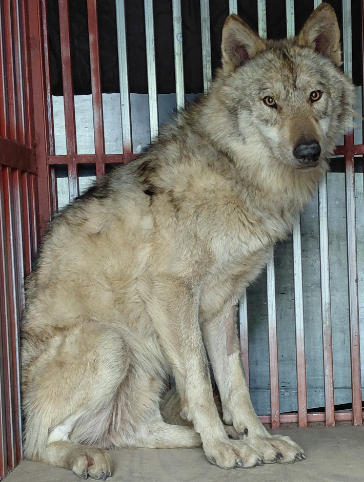 9일 만에 잡힌 늑구, '좋은 동물원' 기준 다시 물었다