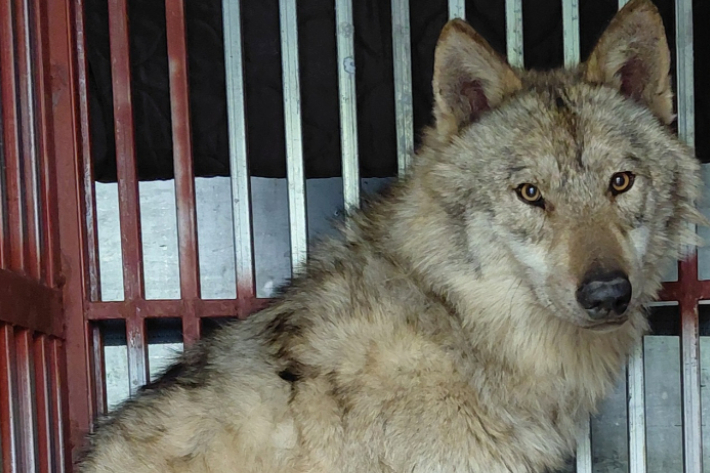 포획 뒤 회복중인 늑구. 대전시 제공