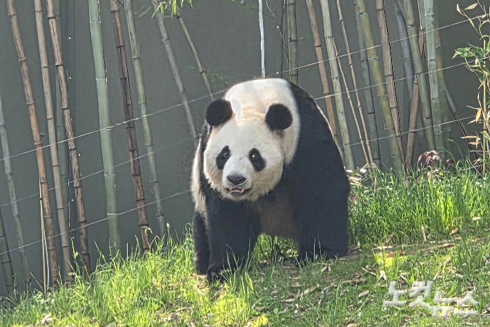 에버랜드 판다월드에서 서식 중인 푸바오 엄마 아이바오. 곽인숙 기자