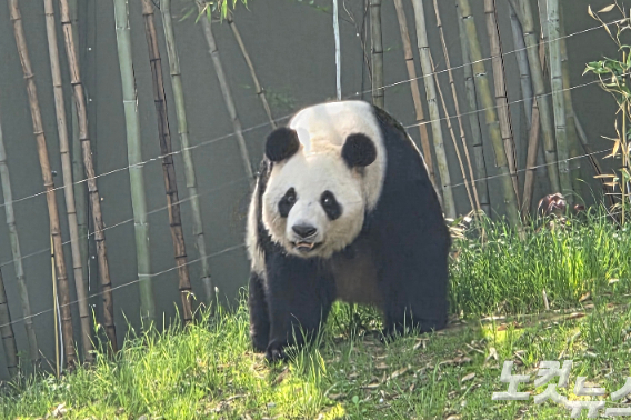 에버랜드 판다월드에서 서식 중인 푸바오 엄마 아이바오. 곽인숙 기자