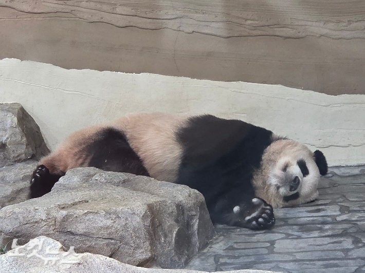 푸바오 동생인 쌍둥이 루이바오가 낮잠을 즐기고 있다. 곽인숙 기자
