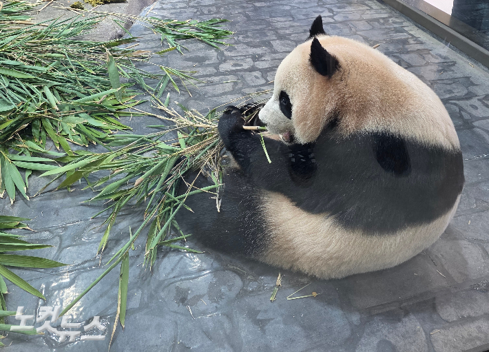 푸바오 동생인 쌍둥이 후이바오가 앉아서 대나무 가지를 먹고 있다. 곽인숙 기자