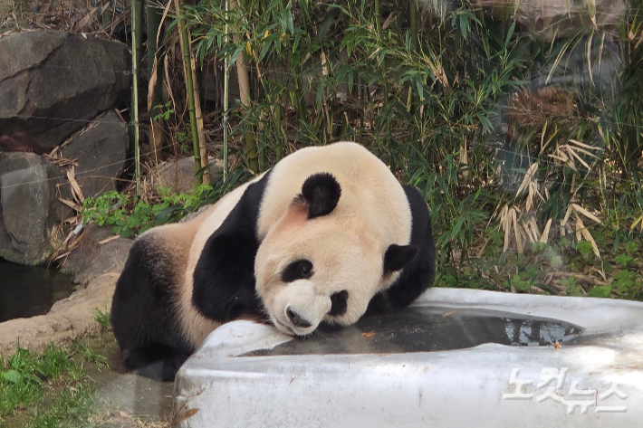 에버랜드 판다월드에서 푸바오 아빠 러바오가 휴식을 취하고 있다. 곽인숙 기자