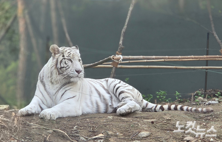에버랜드 '사파리월드 더 와일드'에서 백호가 앉아있는 모습. 곽인숙 기자