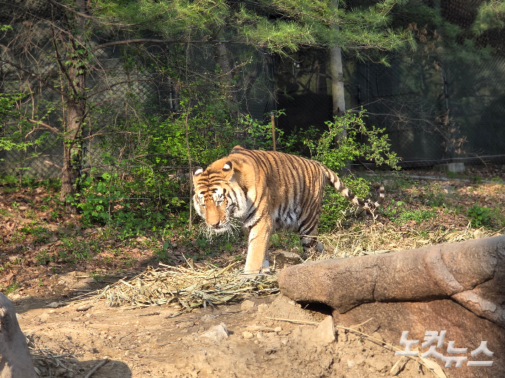 에버랜드 '사파리월드 더 와일드'에서 시베리아호랑이가 거닐고 있는 모습. 곽인숙 기자