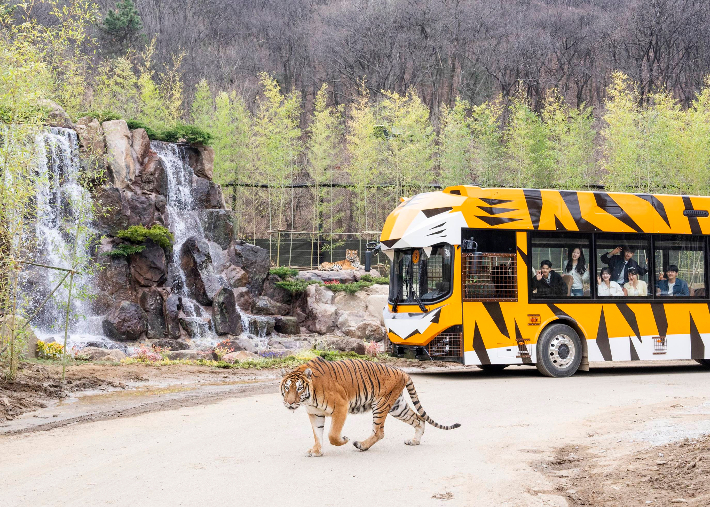 에버랜드 '사파리월드 더 와일드'. 삼성물산 제공