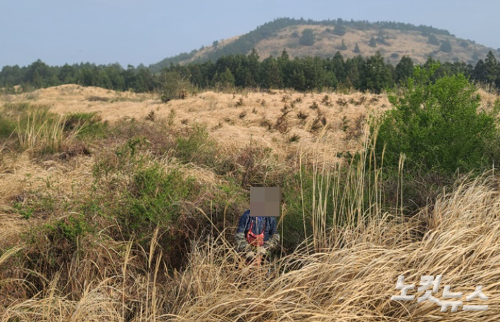 제주시 구좌읍 한 숲속에서 고사리를 채취하고 있는 모습. 이창준 기자
