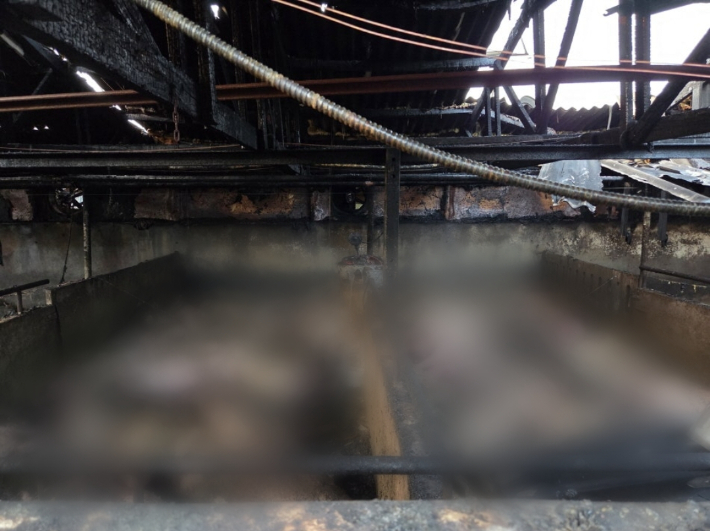 같은날 연무읍의 한 돈사에서도 불이 나 돼지 680마리가 폐사했다. 논산소방서 제공