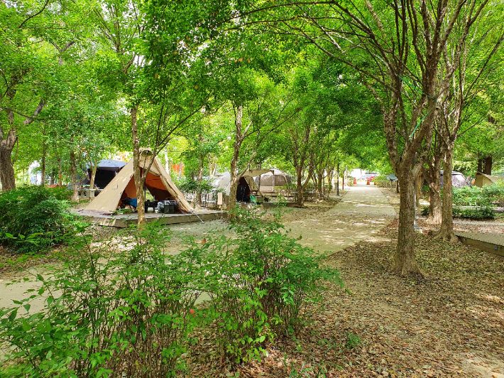 시민의 숲 아영장. 광주광역시 제공