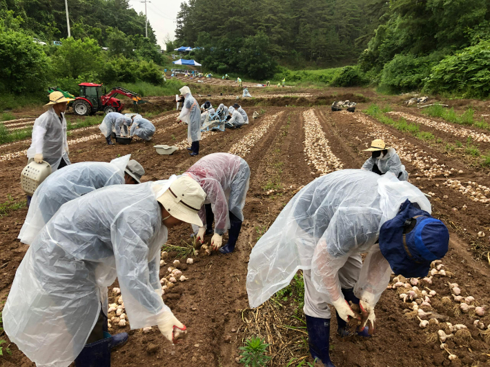 농촌일손돕기. 경남도청 제공 