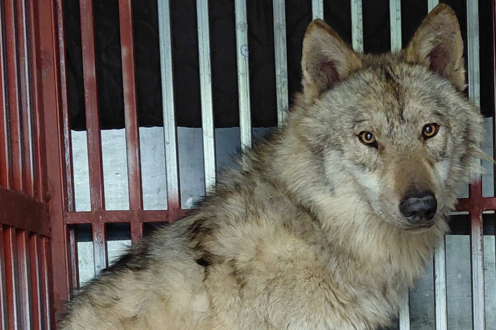 포획된 늑구. 대전시 제공