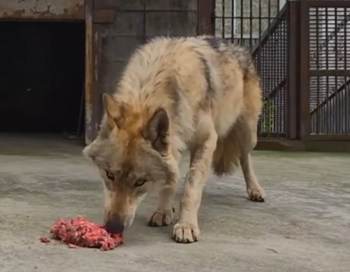 늑구. 오월드 제공