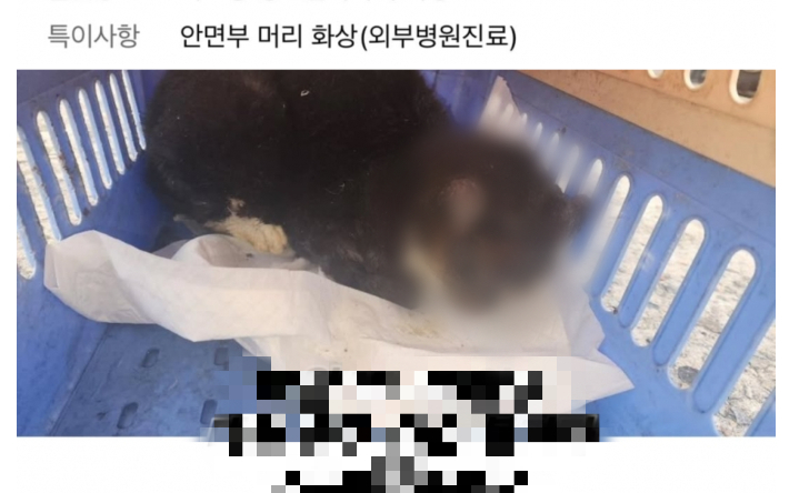 화상입은 고양이. 동물단체 케어 제공
