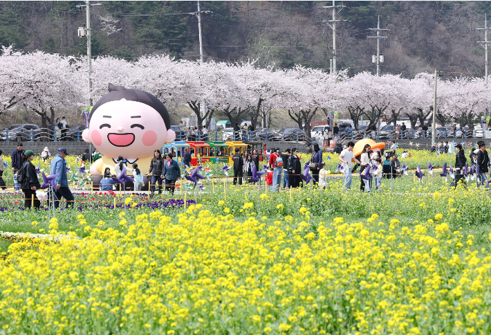 2026년 삼척 맹방 유채꽃축제. 삼척시 제공