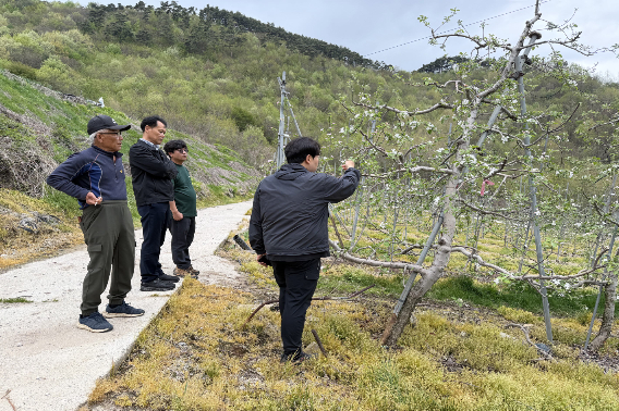 장수군농업기술센터의 사과 현장 컨설팅. 장수군 제공