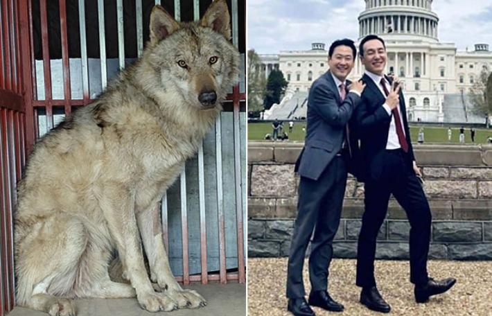 대전 오월드에서 탈출한 늑대 '늑구'·방미 중인 장동혁 국민의힘 대표가 미국 워싱턴 DC 국회의사당 앞에서 김민수 최고위원과 함께 포즈를 취하는 사진. 대전오월드 제공·SNS 캡처