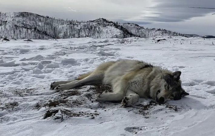 쓰러져 있는 회색 늑대. 기사와 직접적 관련 없음. 연합뉴스
