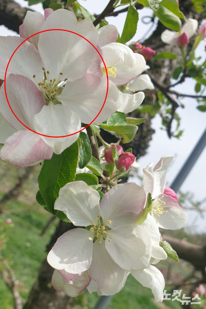 사과꽃의 암술과 수술이 냉해로 갈변된 모습. 박씨 제공