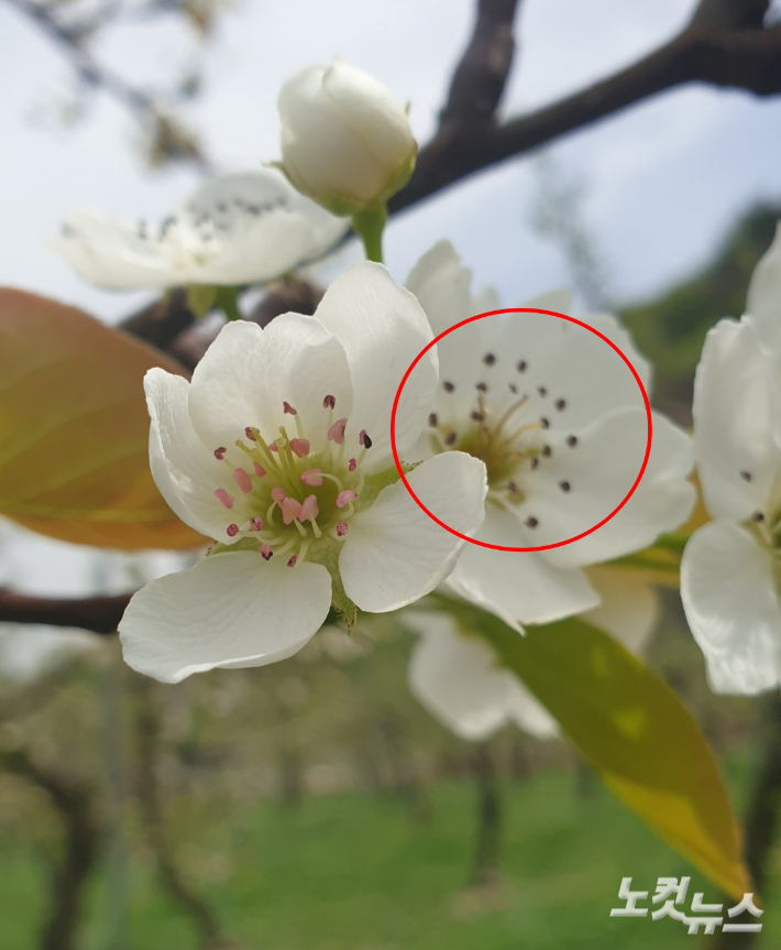 배꽃의 암술과 수술이 냉해로 까맣게 시들었다. 박씨 제공