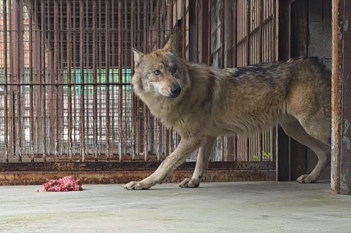 분쇄육 먹으며 두리번거리는 늑구. 연합뉴스
