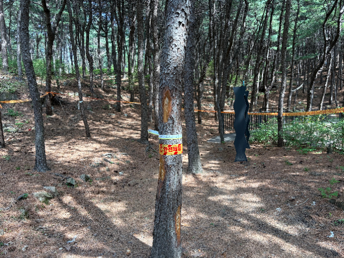 소나무재선충병 감염목. 연합뉴스