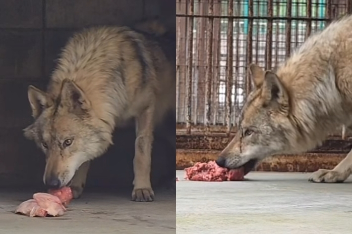 오월드 SNS 캡처 