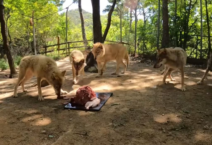 오월드 유튜브 캡처