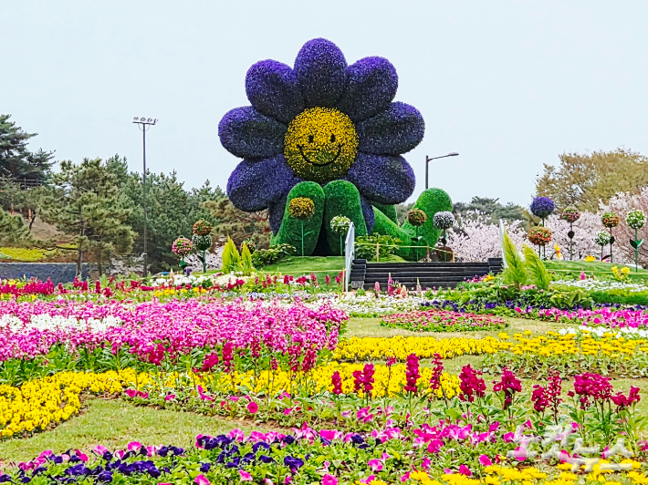 보라색 데이지 꽃이 반겨주는 '꽃의 인사'. 김정남 기자