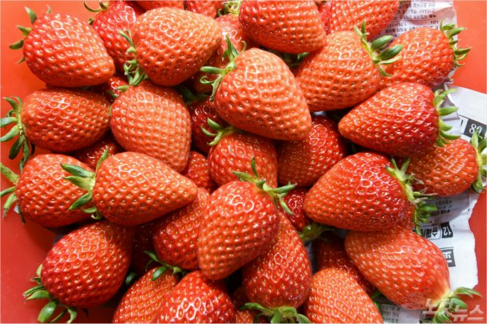 딸기. 경남도청 제공 