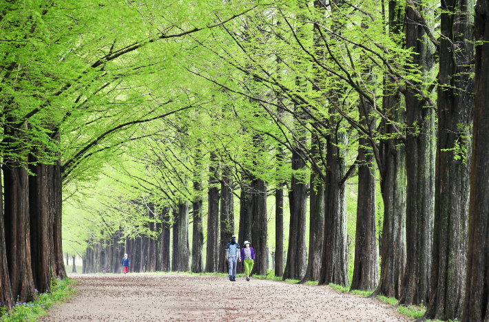 담양 메타세쿼이아가로수길. 전라남도 제공