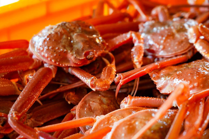 천하일미로 불리는 울진대게. 울진군 제공