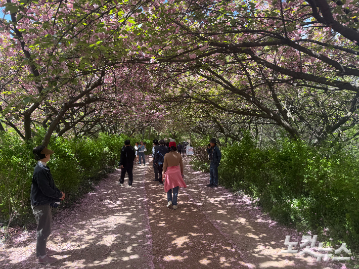 겹벚꽃 가득한 전북 전주시 완산공원 꽃동산. 남승현 기자 