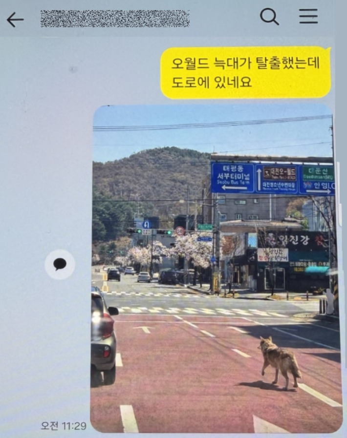 최초 늑구 합성 사진이 유포된 단톡방. 대전경찰청 제공