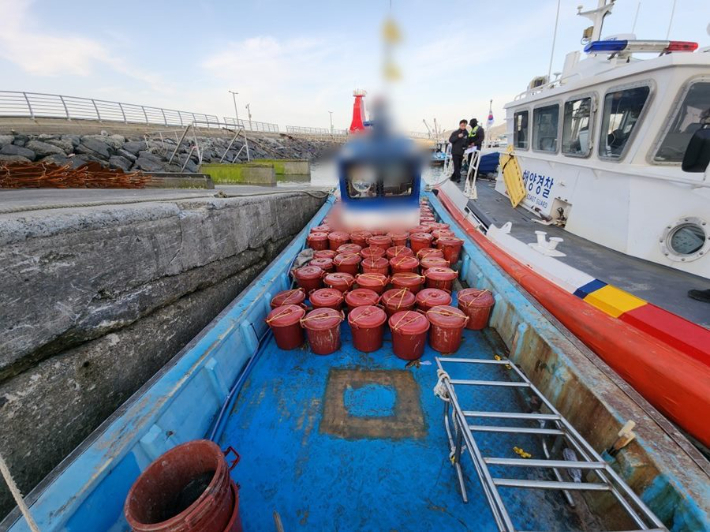 해경에 의해 적발된 불법 채취한 해삼. 전북 군산해양경찰서 제공