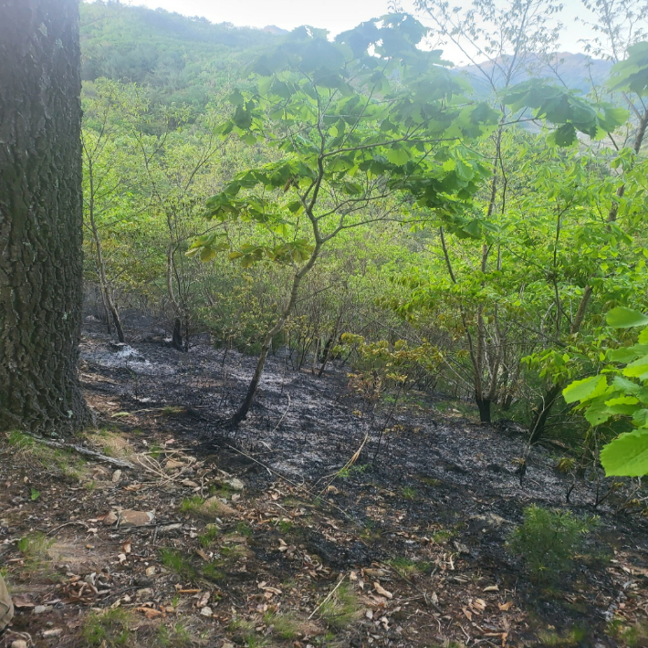 영동군 상촌면에서 발생한 산불 흔적. 영동소방서 제공