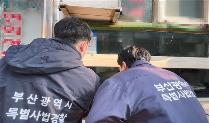 부산시 특별사법경찰과 직원들이 수산물 원산지 점검을 하고 있다. 부산시 제공