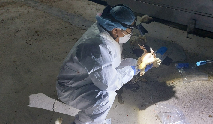 조류인플루엔자 검사 시료채취. 전라남도 제공