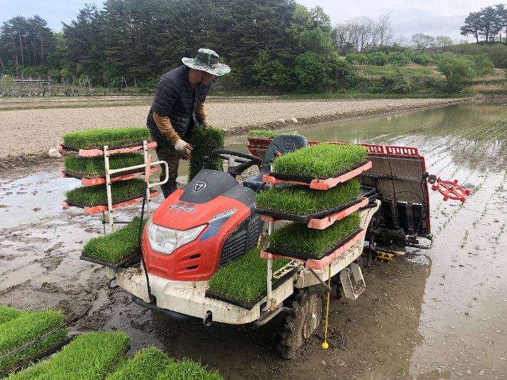 강릉시, 해들벼·설향찰 올해 첫 모내기. 강릉시 제공