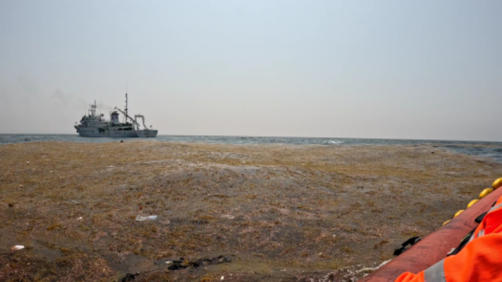 지난해 굉생이모자반 관측 모습. 국립해양조사원 제공