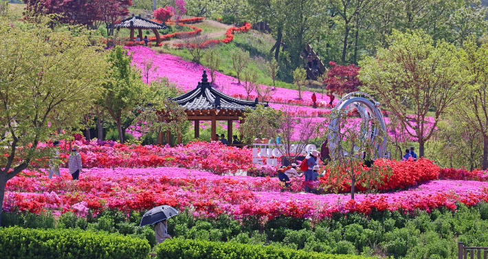 붉은 융단을 펼친 느낌의 전북 임실 옥정호 붕어섬 생태공원. 임실군 제공