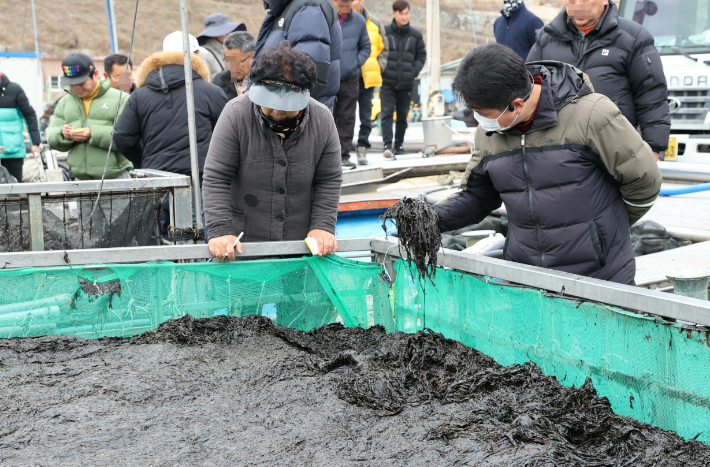어민들이 물김을 살펴보고 있다. 고흥군 제공