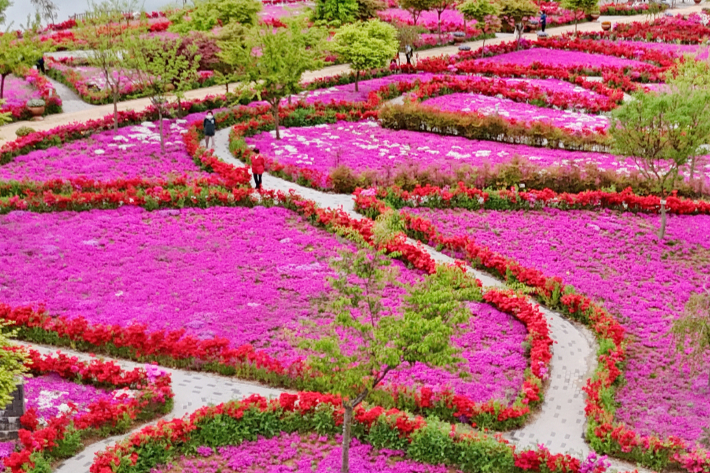 꽃이 활짝 핀 전북 임실 옥정호 붕어섬 생태공원. 임실군 제공