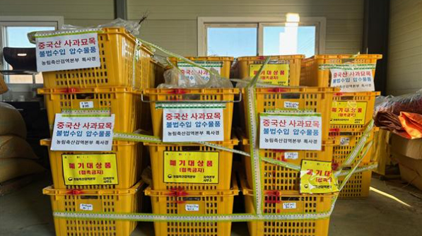 압수된 사과 묘목. 농림축산검역본부 제공