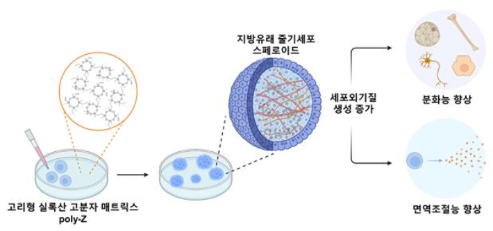 합성 고분자 매트릭스, poly-Z 상 인간 지방유래 줄기세포 스페로이드 형성 모식도. KAIST 제공